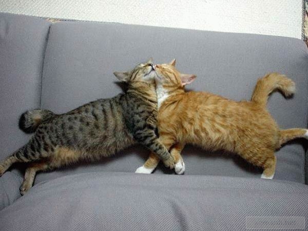 Animals in love 29