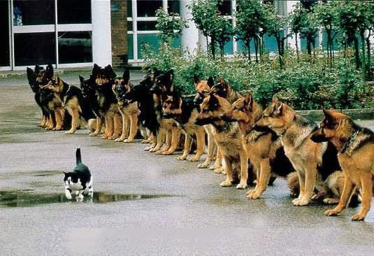 Bravecat 1