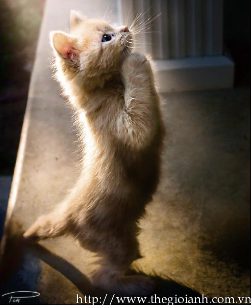 Cat5