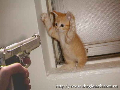 Cat8