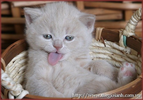 Cat9