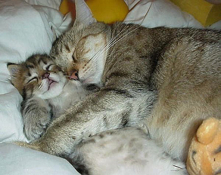 Catscuddling