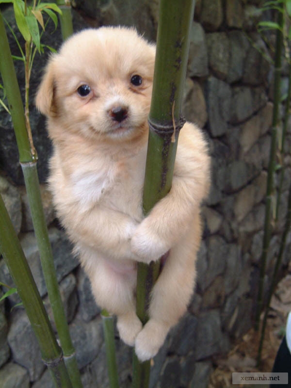 Fun animals22