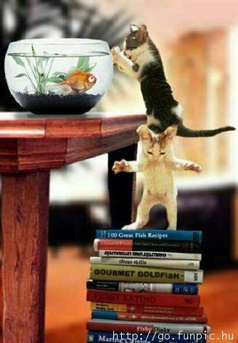 Funny picture 105