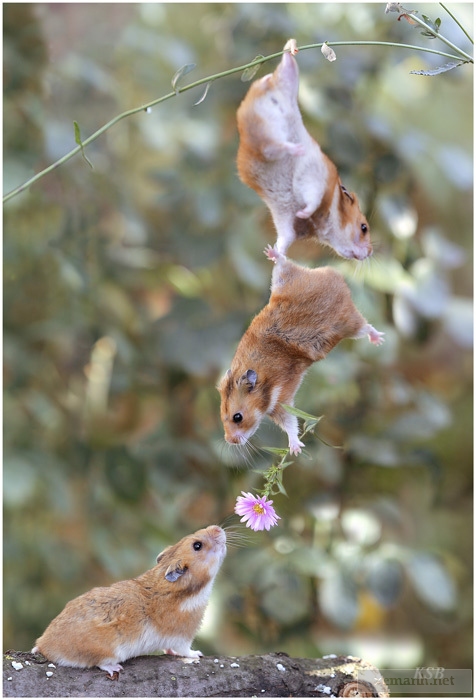 Romantic 3 